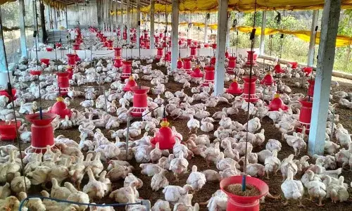 Bird Flu की खबरों की बाढ़ से मेडक में चिकन की कीमतों में भारी गिरावट