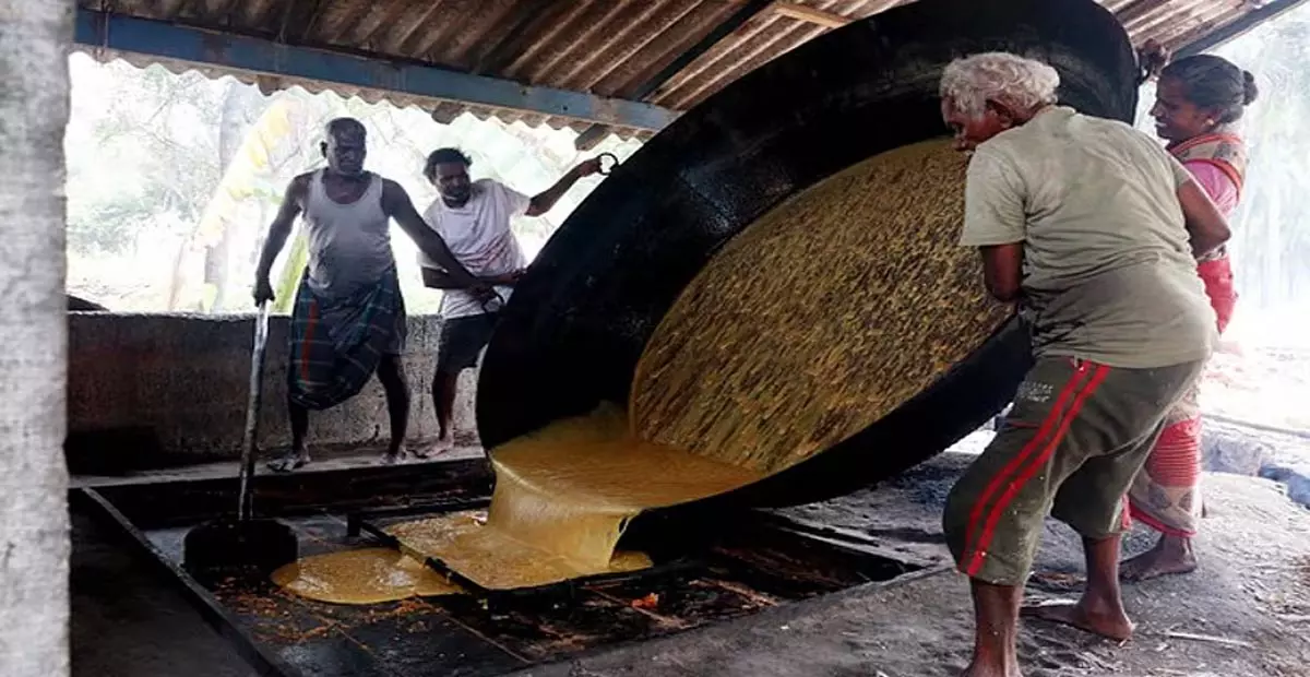 Tamil Nadu: रामनाथपुरम में ताड़ गुड़ की कीमतों में गिरावट से किसान परेशान Tamil Nadu: रामनाथपुरम में ताड़ गुड़ की कीमतों में गिरावट से किसान परेशान