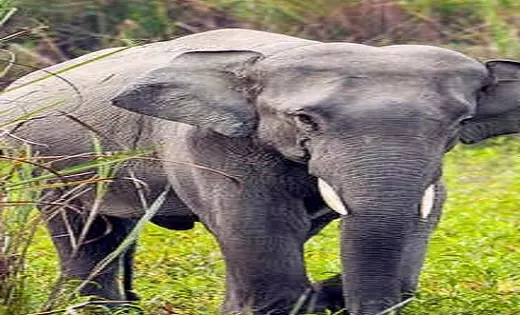 Kozhikode: हाथी के हमले में मारे गए तीन लोगों का पोस्टमार्टम आज Kozhikode: हाथी के हमले में मारे गए तीन लोगों का पोस्टमार्टम आज