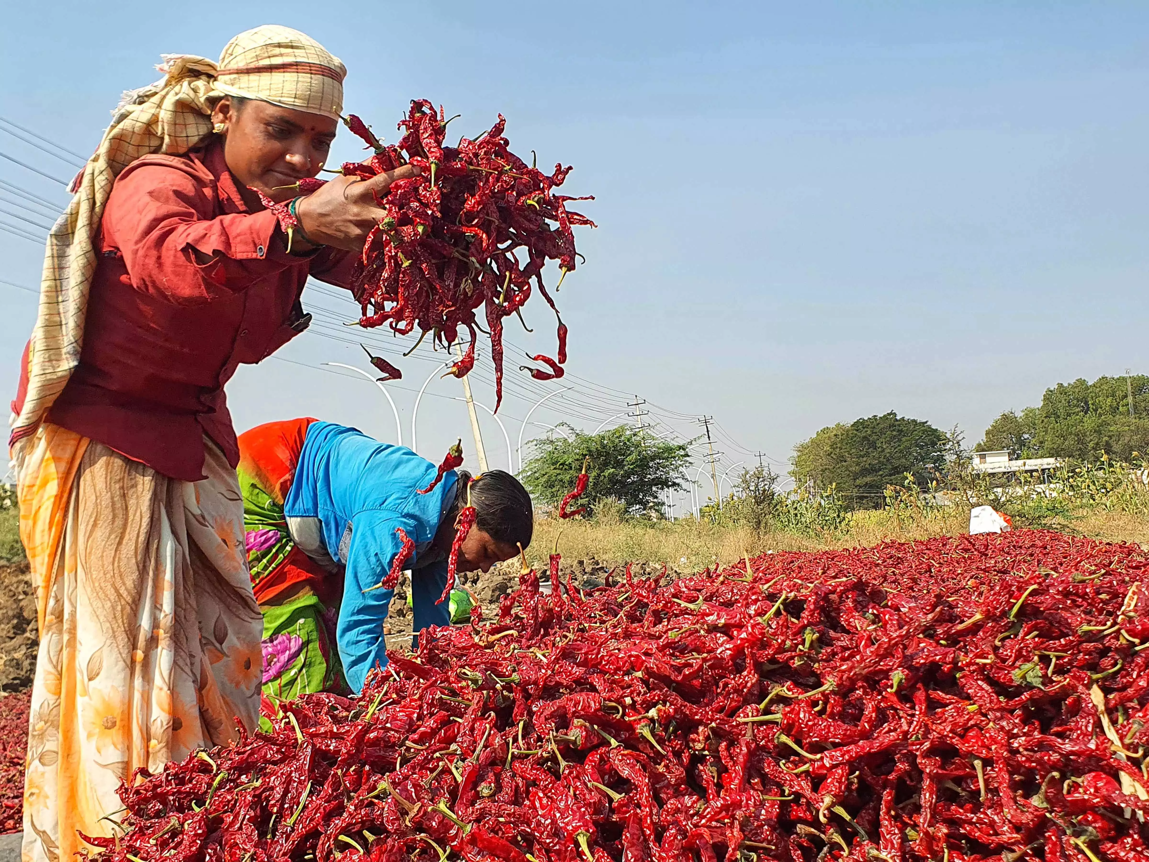 Telangana: मिर्च की कीमतों में आधी गिरावट से किसान उत्साहित Telangana: मिर्च की कीमतों में आधी गिरावट से किसान उत्साहित