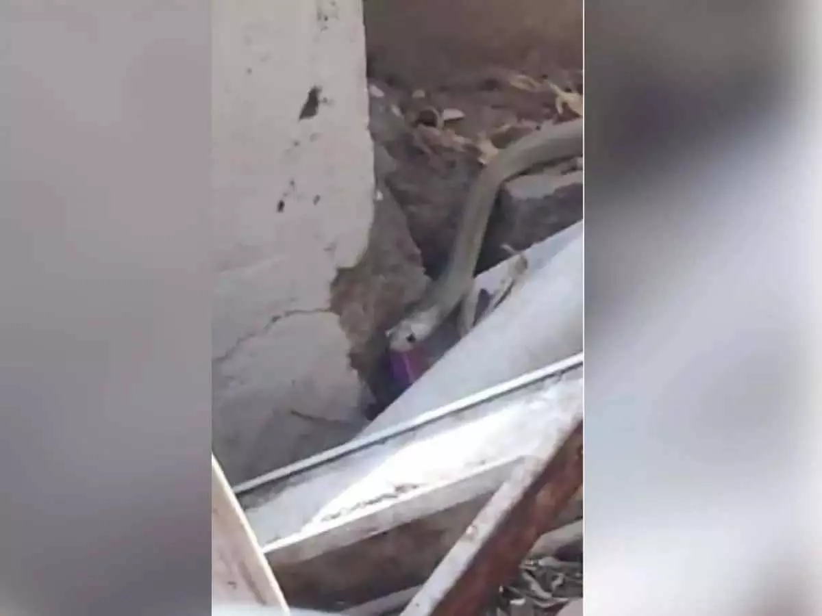 Hyderabad कॉलेज में सांप देखा गया, पास के जंगल में छोड़ा गया Hyderabad कॉलेज में सांप देखा गया, पास के जंगल में छोड़ा गया