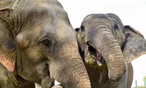 केरल के मंदिर उत्सव में दो हाथियों के उत्पात से दो की मौत, कई घायल केरल के मंदिर उत्सव में दो हाथियों के उत्पात से दो की मौत, कई घायल
