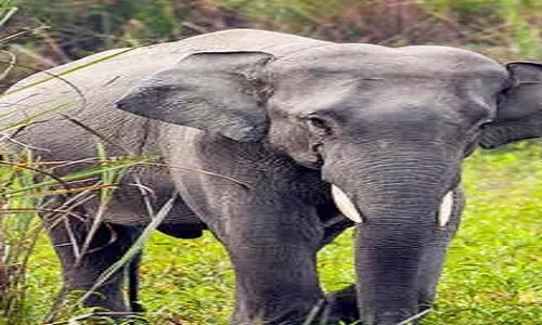 Kozhikode: हाथी के हमले में मारे गए तीन लोगों का पोस्टमार्टम आज