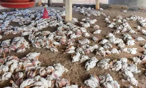 केंद्रीय टीम ने बर्ड फ्लू का जायजा लेने के लिए AP का दौरा करेगी