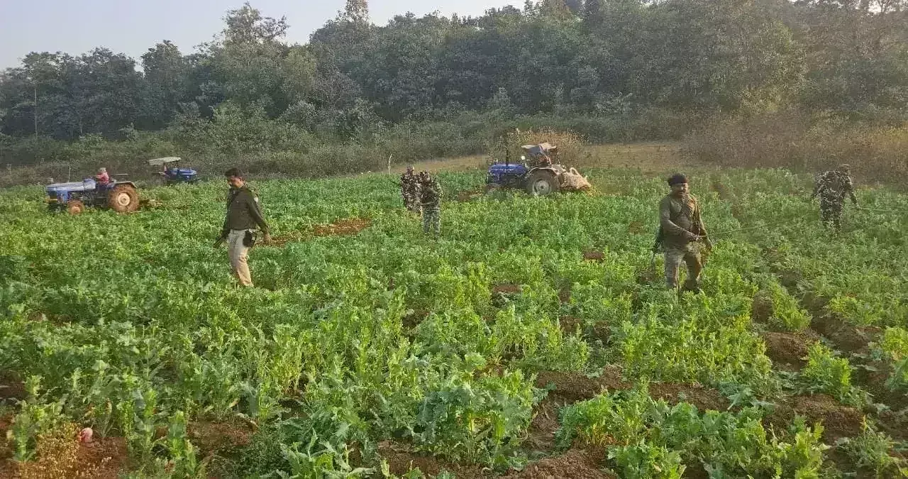 Chandil : पुलिस ने 14.4 एकड़ में लगी अफीम की फसल नष्ट की