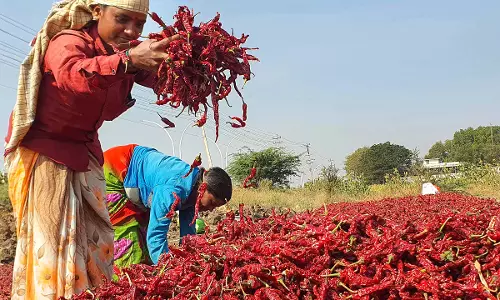 Telangana: मिर्च की कीमतों में आधी गिरावट से किसान उत्साहित Telangana: मिर्च की कीमतों में आधी गिरावट से किसान उत्साहित
