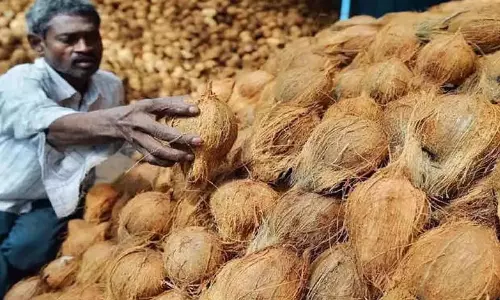 Karnataka: गर्मियों से पहले नारियल की कीमतें रिकॉर्ड ऊंचाई पर पहुंचीं Karnataka: गर्मियों से पहले नारियल की कीमतें रिकॉर्ड ऊंचाई पर पहुंचीं