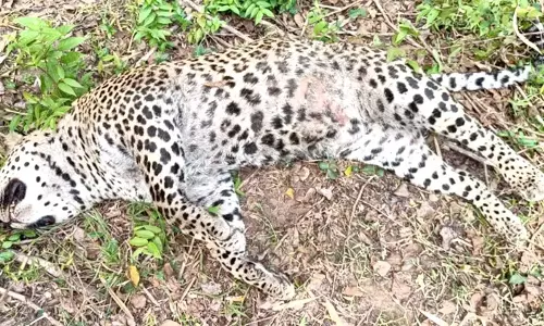 Kerala: घर के पिछवाड़े बाघ मृत पाया गया Kerala: घर के पिछवाड़े बाघ मृत पाया गया
