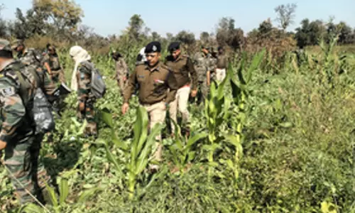 Ranchi: 125 करोड़ से अधिक अफीम की फसल नष्ट, 86 गिरफ्तार