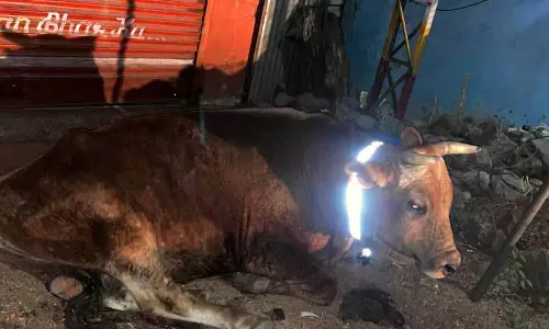 HP: दुर्घटनाओं से बचने के लिए आवारा पशुओं पर रेडियम बेल्ट लगाई जाएगी
