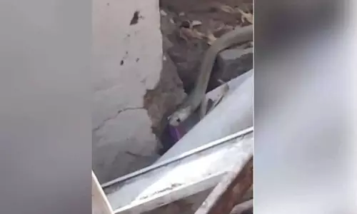Hyderabad कॉलेज में सांप देखा गया, पास के जंगल में छोड़ा गया