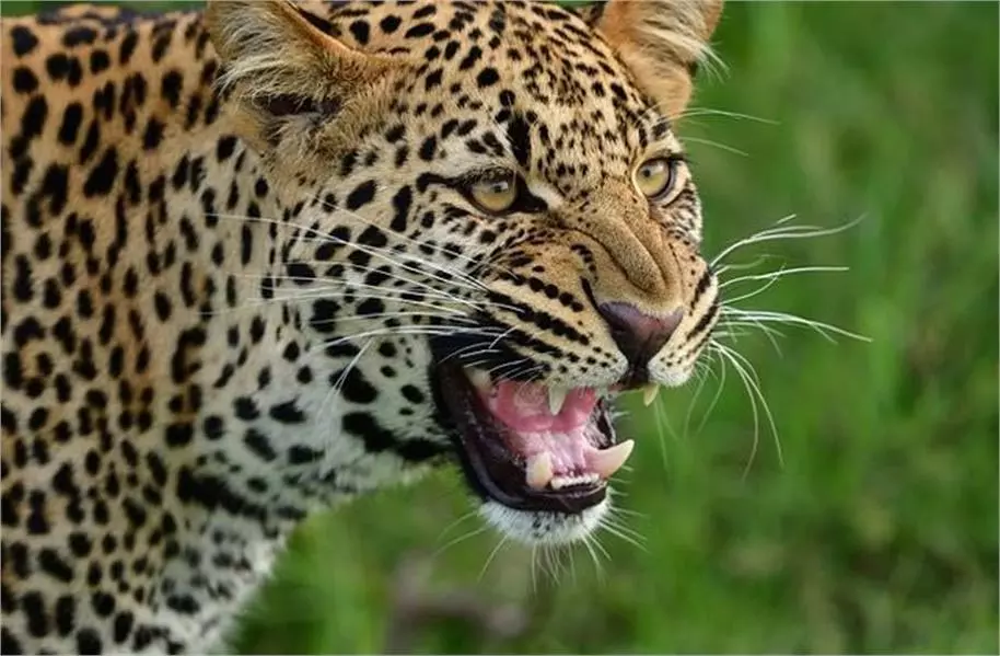 Una: तेंदुए से बकरी को बचाने के लिए खाई में कूदा युवक, घायल Una: A young man jumped into a ditch to save a goat from a leopard, got injured Una: तेंदुए से बकरी को बचाने के लिए खाई में कूदा युवक, घायल Una: A young man jumped into a ditch to save a goat from a leopard, got injured