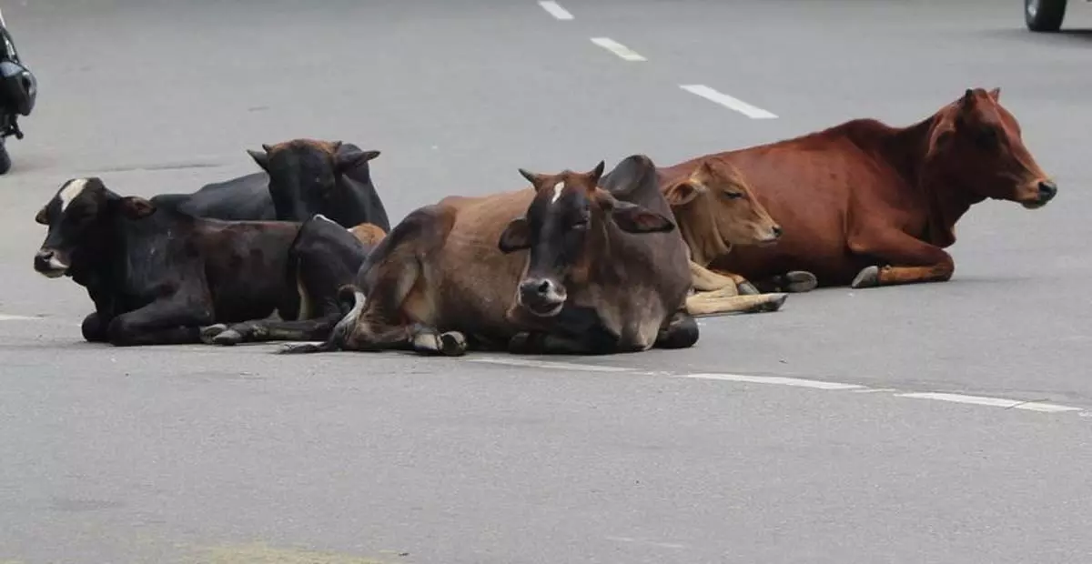 Himachal: धर्मशाला नगर निगम आवारा पशु मालिकों पर 5,000 रुपये का जुर्माना लगाएगा Himachal: धर्मशाला नगर निगम आवारा पशु मालिकों पर 5,000 रुपये का जुर्माना लगाएगा
