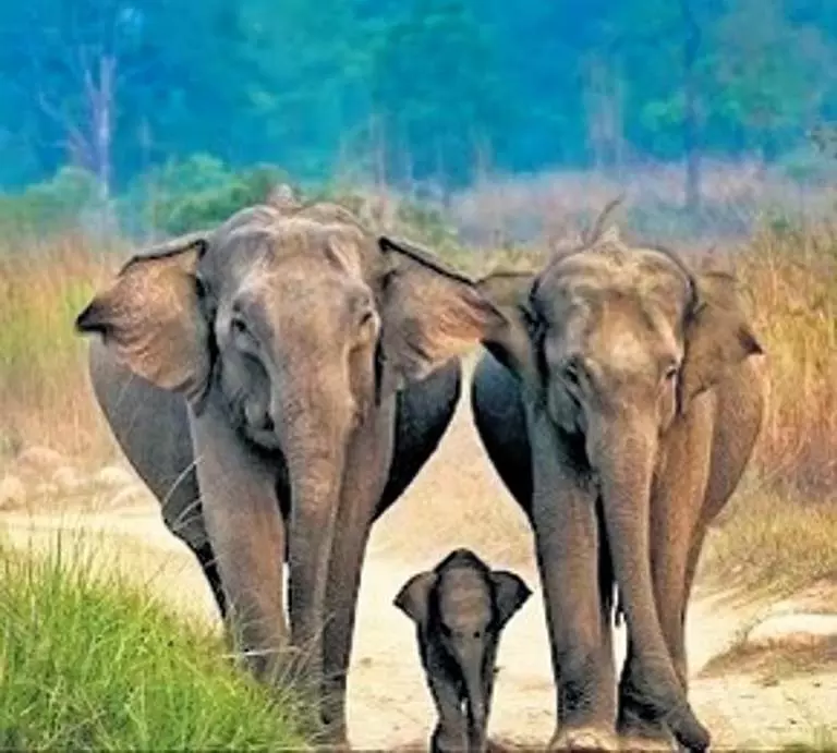 झारखंड में मानव-पशु संघर्ष रोकने के लिए हाथियों के मार्ग के बारे में ऐप जल्द ही आएगा झारखंड में मानव-पशु संघर्ष रोकने के लिए हाथियों के मार्ग के बारे में ऐप जल्द ही आएगा
