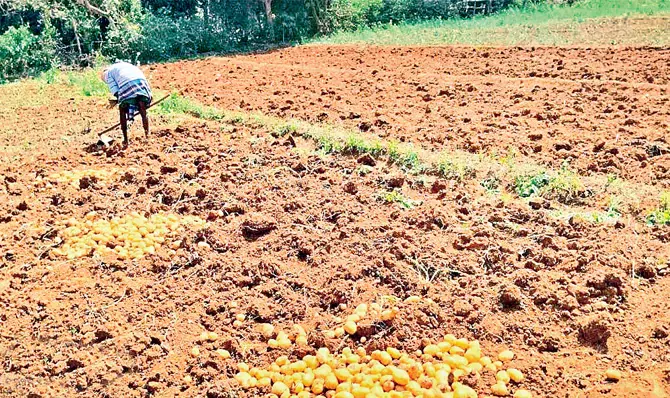 Odisha : आलू की खेती करने वाले किसान अच्छा मुनाफा कमा रहे Odisha : आलू की खेती करने वाले किसान अच्छा मुनाफा कमा रहे