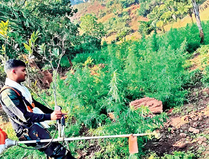 Odisha : भांग की खेती को खत्म करने के उद्देश्य से पुलिस तंत्र कदम उठा रहा Odisha : भांग की खेती को खत्म करने के उद्देश्य से पुलिस तंत्र कदम उठा रहा