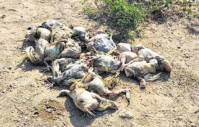 Telangana के अक्कमपल्ली जलाशय में मृत मुर्गियां तैरती मिलीं Telangana के अक्कमपल्ली जलाशय में मृत मुर्गियां तैरती मिलीं