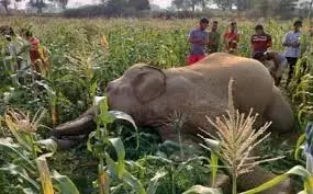 UP News: झाड़ियों में मिला नर हाथी का शव, कराई जाएगी जांच UP News: झाड़ियों में मिला नर हाथी का शव, कराई जाएगी जांच