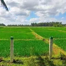 AP ने 600 करोड़ रुपये पाने के लिए किसान रजिस्ट्री में तेजी लाई AP ने 600 करोड़ रुपये पाने के लिए किसान रजिस्ट्री में तेजी लाई