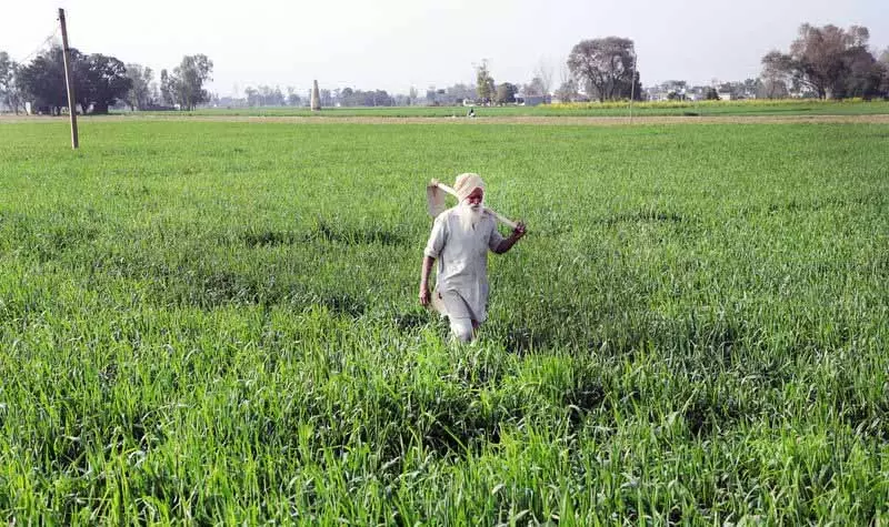 Punjab: दिन के समय उच्च तापमान से गेहूं उत्पादक चिंतित Punjab: दिन के समय उच्च तापमान से गेहूं उत्पादक चिंतित