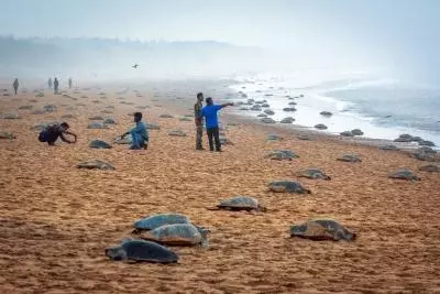 ऑलिव रिडले कछुओं की सुरक्षा के लिए Tamil Nadu मरीन एलीट फोर्स का गठन करेगा ऑलिव रिडले कछुओं की सुरक्षा के लिए Tamil Nadu मरीन एलीट फोर्स का गठन करेगा