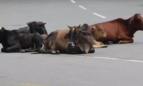 Himachal: धर्मशाला नगर निगम आवारा पशु मालिकों पर 5,000 रुपये का जुर्माना लगाएगा