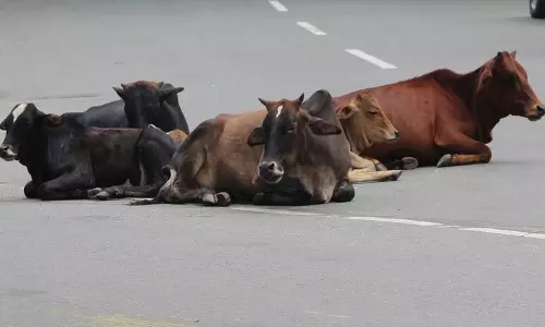 Himachal: धर्मशाला नगर निगम आवारा पशु मालिकों पर 5,000 रुपये का जुर्माना लगाएगा