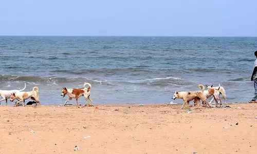 Tamil Nadu: मद्रास उच्च न्यायालय ने प्रभावी रणनीति बनाने का आह्वान किया