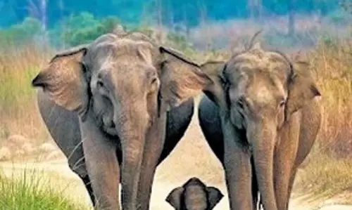 झारखंड में मानव-पशु संघर्ष रोकने के लिए हाथियों के मार्ग के बारे में ऐप जल्द ही आएगा