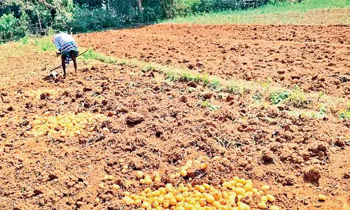 Odisha : आलू की खेती करने वाले किसान अच्छा मुनाफा कमा रहे