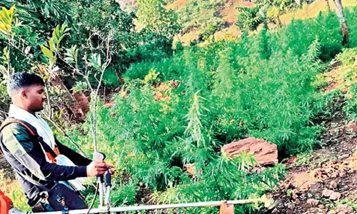 Odisha : भांग की खेती को खत्म करने के उद्देश्य से पुलिस तंत्र कदम उठा रहा Odisha : भांग की खेती को खत्म करने के उद्देश्य से पुलिस तंत्र कदम उठा रहा