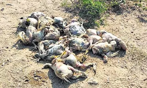 Telangana के अक्कमपल्ली जलाशय में मृत मुर्गियां तैरती मिलीं Telangana के अक्कमपल्ली जलाशय में मृत मुर्गियां तैरती मिलीं