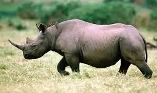 UP News: गैंडे की आमद से ग्रामीण में दहशत UP News: गैंडे की आमद से ग्रामीण में दहशत