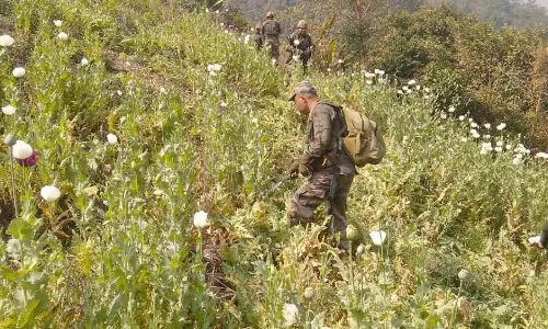 Assam राइफल्स ने मणिपुर में अवैध अफीम की खेती नष्ट की