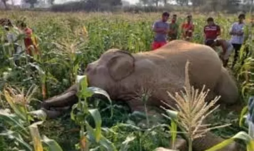 UP News: झाड़ियों में मिला नर हाथी का शव, कराई जाएगी  जांच