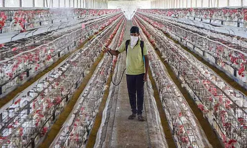 Rayalaseema में बर्ड फ्लू का पहला मामला सामने आया