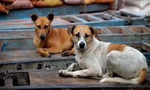 हाईकोर्ट ने आवारा कुत्तों पर नियंत्रण के लिए कदम उठाने की मांग की हाईकोर्ट ने आवारा कुत्तों पर नियंत्रण के लिए कदम उठाने की मांग की
