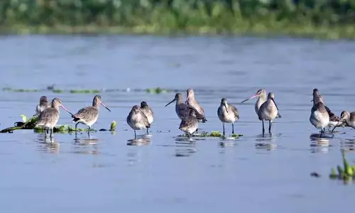 Punjab: प्रवासी मौसम के दौरान हरिके पक्षियों के लिए एक अद्भुत जगह बन जाता Punjab: प्रवासी मौसम के दौरान हरिके पक्षियों के लिए एक अद्भुत जगह बन जाता
