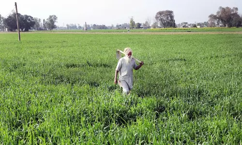 Punjab: दिन के समय उच्च तापमान से गेहूं उत्पादक चिंतित
