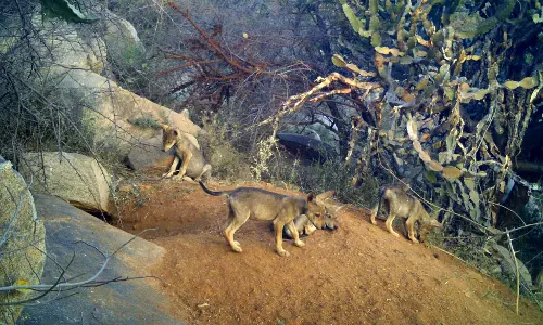 बांकापुरा भेड़िया अभयारण्य: 5 भेड़ियों के बच्चे पैदा हुए