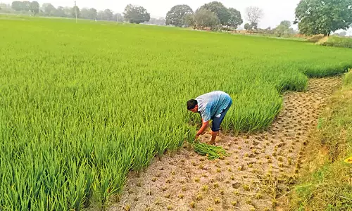 Telangana: सूख रहे बोरहोल, सूख रही फसलें Telangana: सूख रहे बोरहोल, सूख रही फसलें