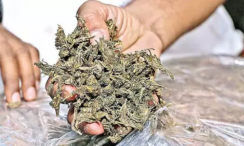 Thane: तीन ड्रग बस्ट में सात गिरफ्तार, 2.60 करोड़ का मेफेड्रोन और गांजा जब्त