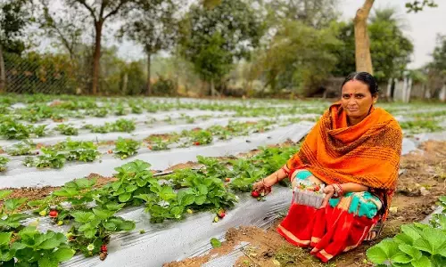 “प्रोजेक्ट संगम” Kalahandi में स्ट्रॉबेरी की खेती के माध्यम से किसानों को सशक्त बना रहा
