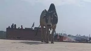 Bareilly: घर की छत पर चढ़कर सांड ने मचाया उत्पात Bareilly: घर की छत पर चढ़कर सांड ने मचाया उत्पात