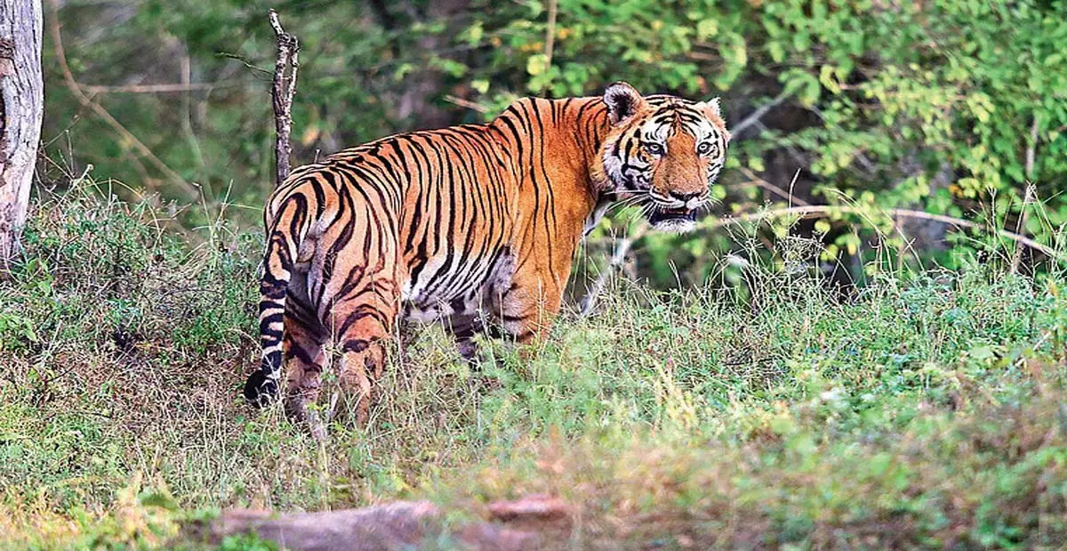 Tamil Nadu: एस्टेट कर्मियों ने वेलिमालाई हिल्स में बाघ के सक्रिय होने का आरोप लगाया Tamil Nadu: एस्टेट कर्मियों ने वेलिमालाई हिल्स में बाघ के सक्रिय होने का आरोप लगाया