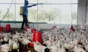 Kurnool-Nandyal में बर्ड फ्लू को रोकने के लिए निवारक उपाय Kurnool-Nandyal में बर्ड फ्लू को रोकने के लिए निवारक उपाय