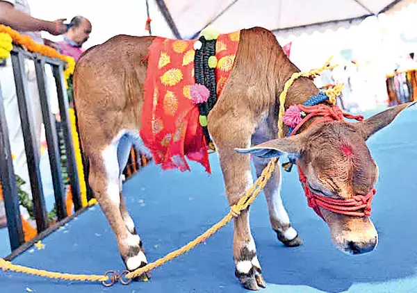 Odisha: भैंस के चारे के लिए 2 लाख रुपये प्रतिमाह Odisha: भैंस के चारे के लिए 2 लाख रुपये प्रतिमाह