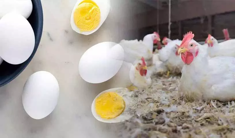 Bird flu का प्रकोप, चिकन और अंडे खाना कितना सुरक्षित है? Bird flu का प्रकोप, चिकन और अंडे खाना कितना सुरक्षित है?