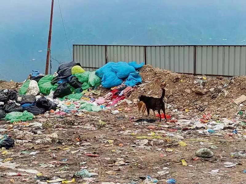 Solan में 2024 में कुत्तों के काटने के 12,377 मामले सामने आए Solan में 2024 में कुत्तों के काटने के 12,377 मामले सामने आए