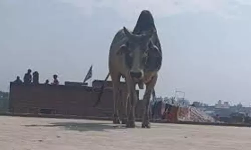 Bareilly: घर की छत पर चढ़कर सांड ने मचाया उत्पात Bareilly: घर की छत पर चढ़कर सांड ने मचाया उत्पात